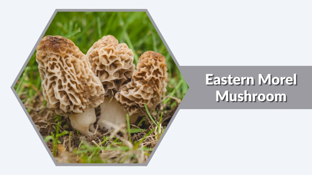 Eastern Morel Mushroom (Morchella americana)