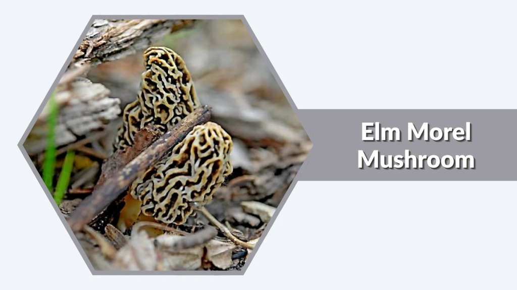 Elm Morel Mushroom (Morchellaspecies)