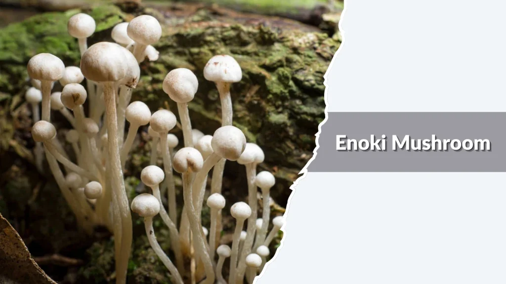 Enoki Mushroom