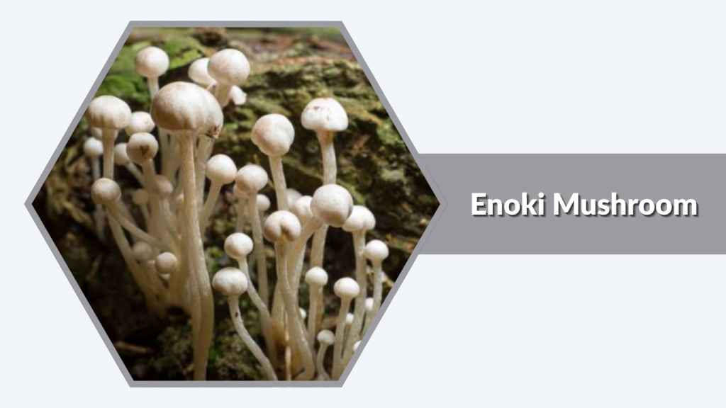 Enoki Mushroom (Flammulina velutipes)