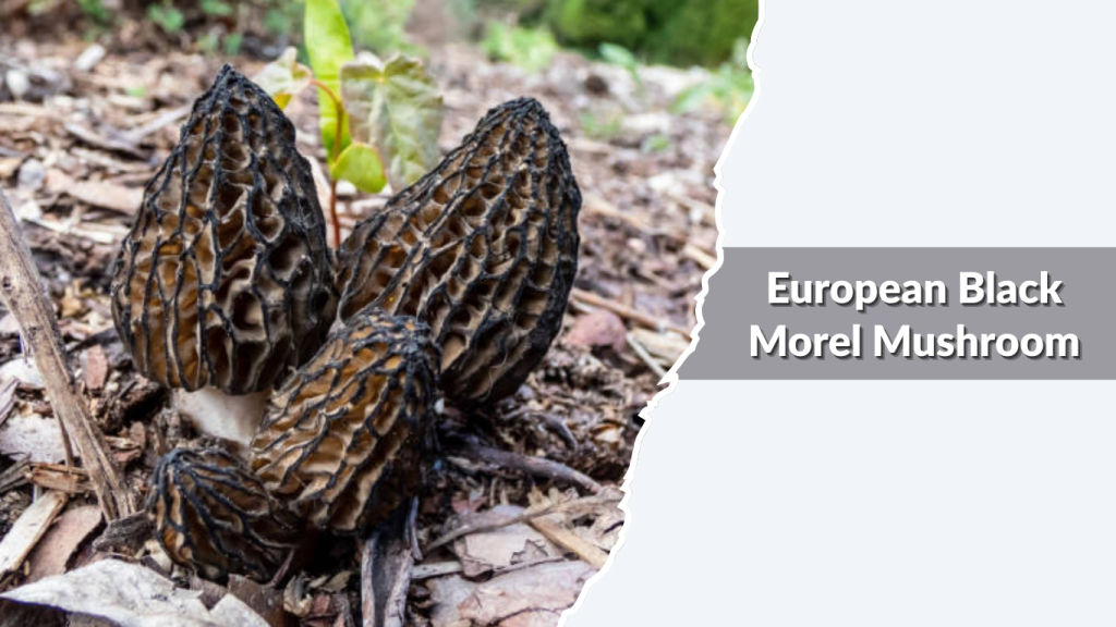 European Black Morel Mushroom (Morchella elata group)