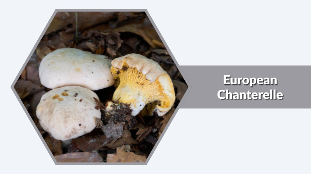 European Chanterelle (Cantharellus pallens)