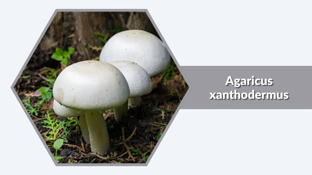 Agaricus xanthodermus