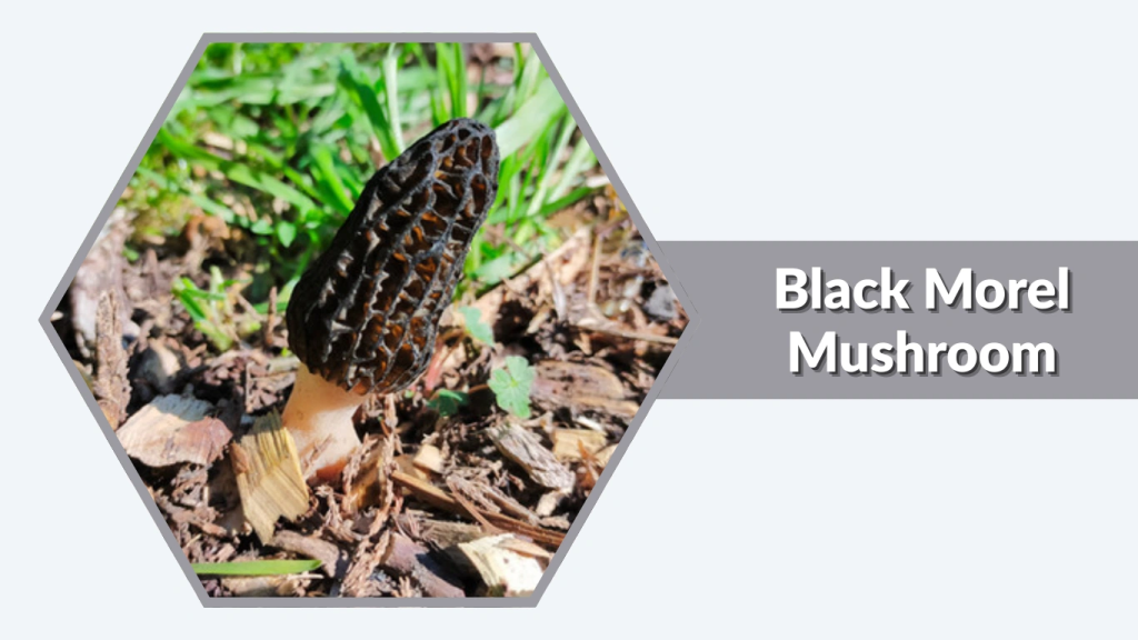 Black Morel Mushroom