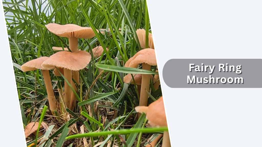 Fairy Ring Mushroom (Marasmius oreades)