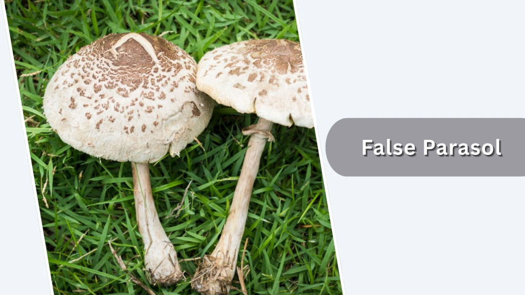 False Parasol (Chlorophyllum brunneum)