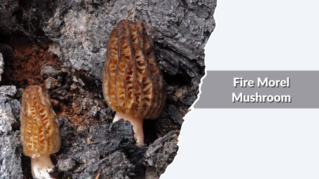 Fire Morel Mushroom (Morchella exuberans  Morchella sextelata group)