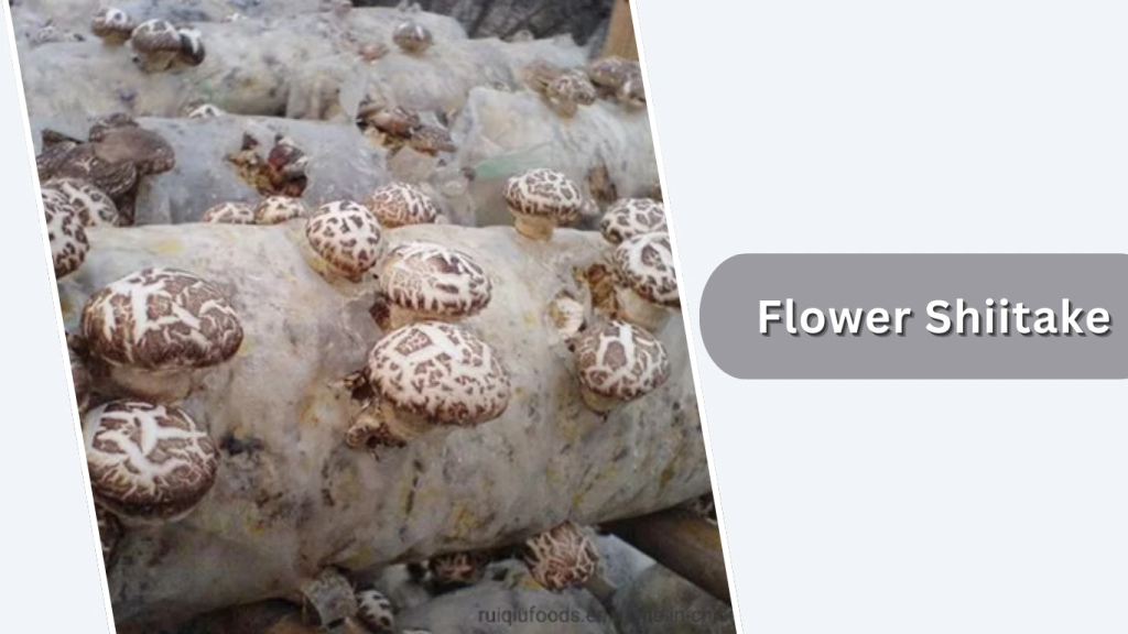 Flower Shiitake