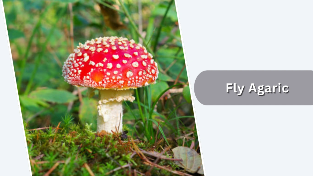 Fly Agaric (Amanita muscaria)