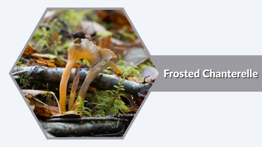 Frosted Chanterelle (Cantharellus pruinosus)