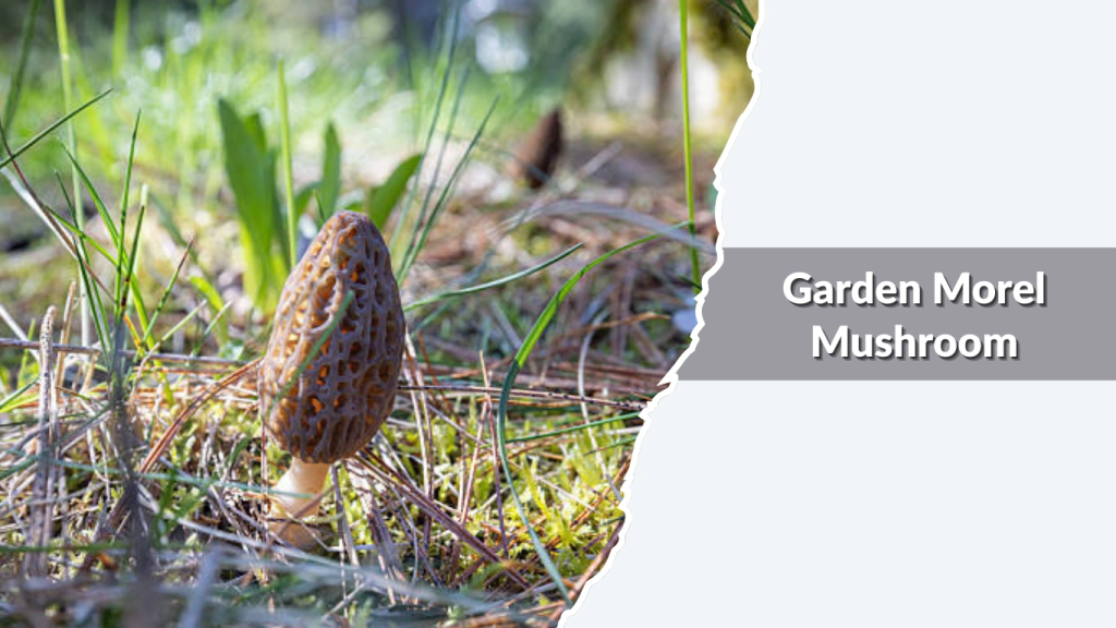 Garden Morel Mushroom (Morchella rufobrunnea  landscape morel types)