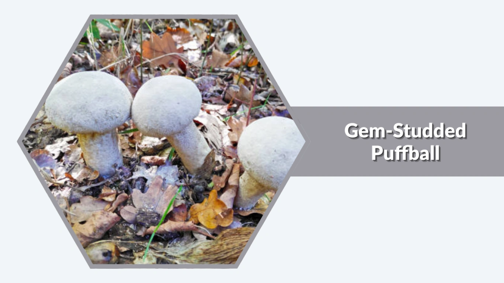 Gem-Studded Puffball (Lycoperdon perlatum var. gemmatum)