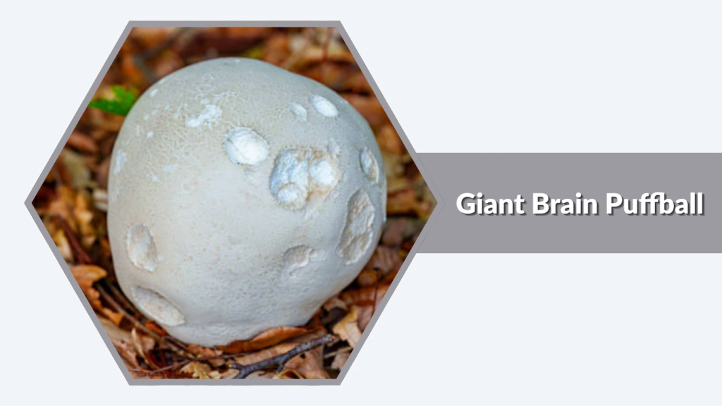 Giant Brain Puffball (Calvatia craniiformisvar. lobata)