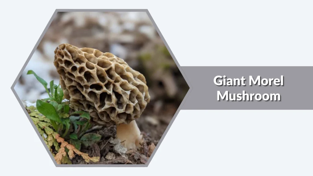 Giant Morel Mushroom (Morchellaspecies)