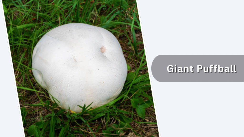 Giant Puffball (Calvatia gigantea)