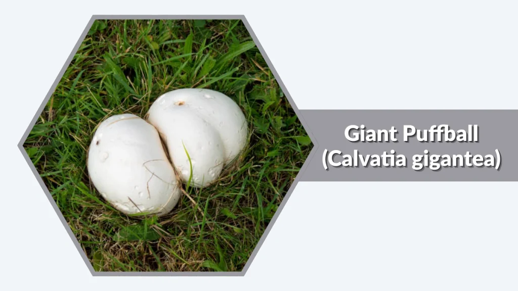 Giant Puffball 