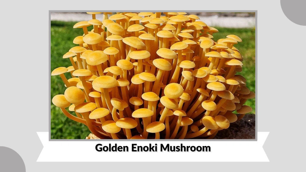 Golden Enoki Mushroom