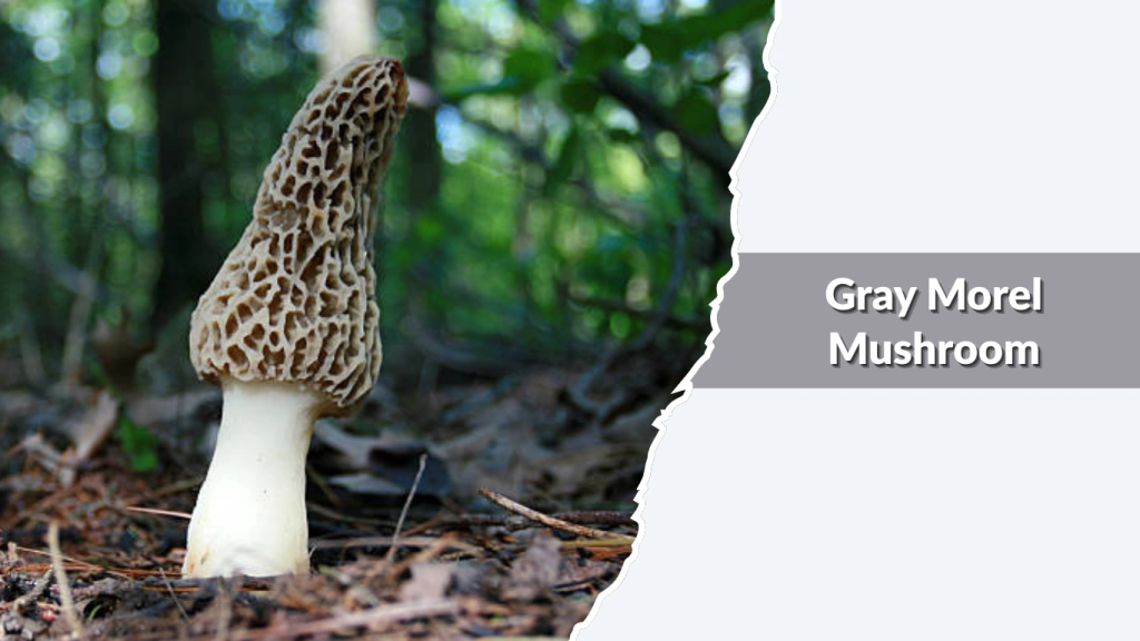 Gray Morel Mushroom (Morchella sp.)