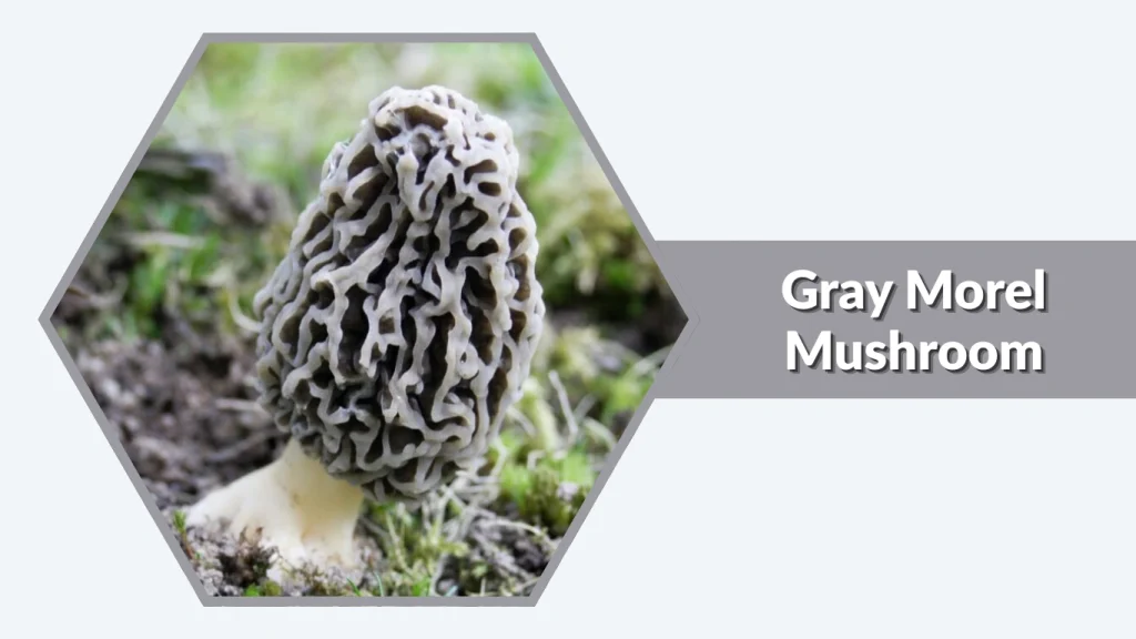 Gray Morel Mushroom (Morchella vulgaris)