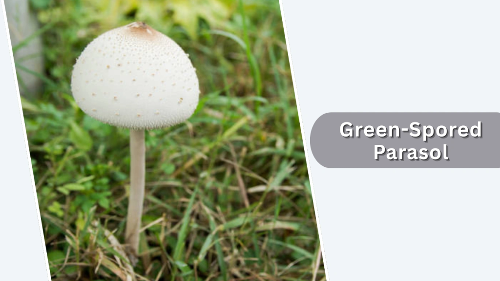 Green-Spored Parasol (Chlorophyllum molybdites)
