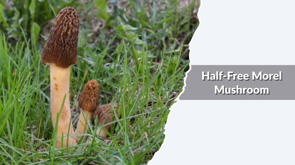 Half-Free Morel Mushroom (Morchella punctipes  Morchella semilibera)