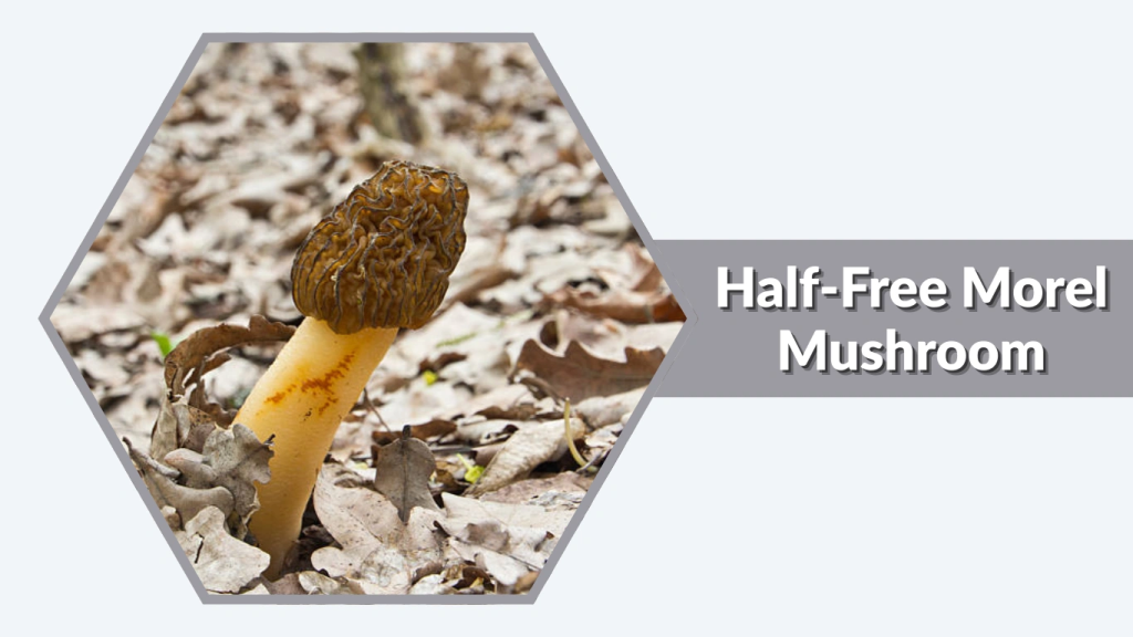 Half-Free Morel Mushroom (Morchella semilibera)