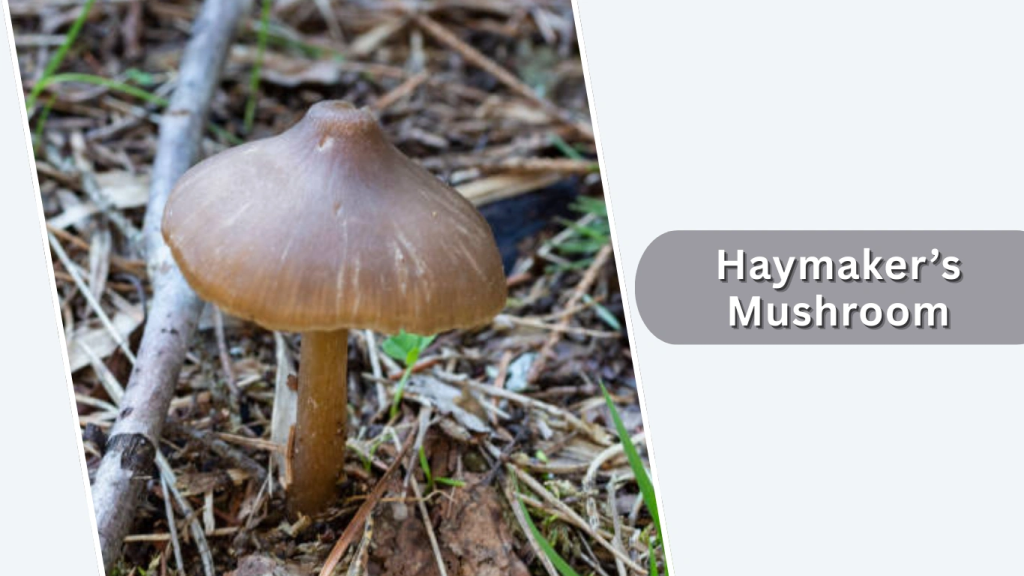 Haymaker’s Mushroom (Panaeolus foenisecii)