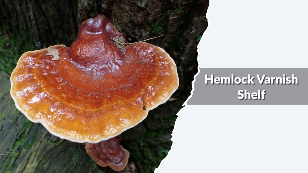 Hemlock Varnish Shelf