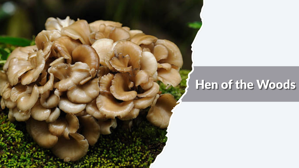 Hen of the Woods (Grifola frondosa)