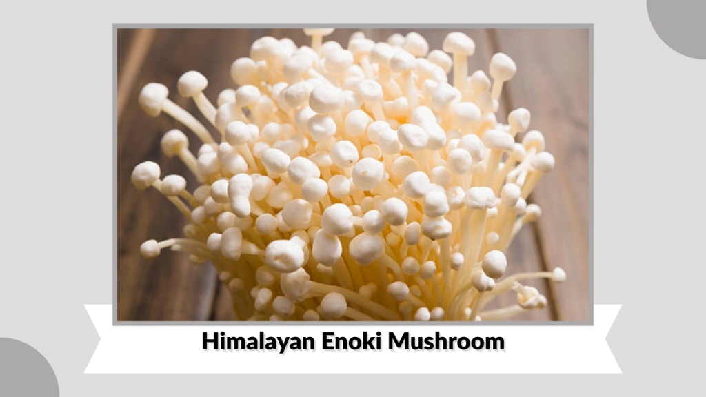 Himalayan Enoki Mushroom