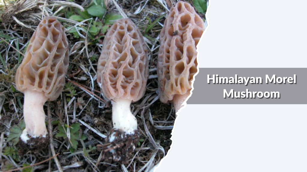 Himalayan Morel Mushroom (Morchella esculenta  Morchella conica complex)