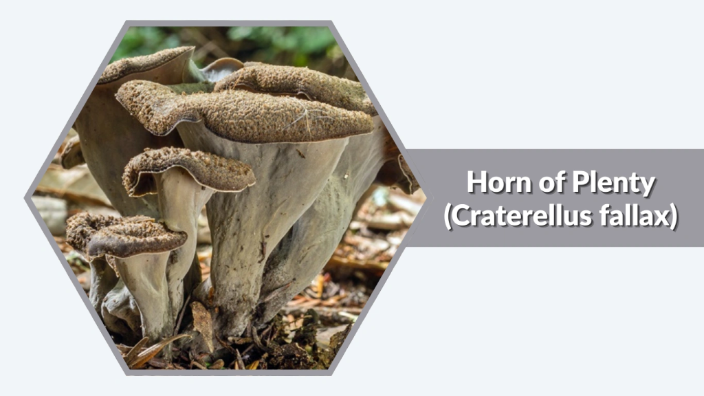 Horn of Plenty (Craterellus fallax)