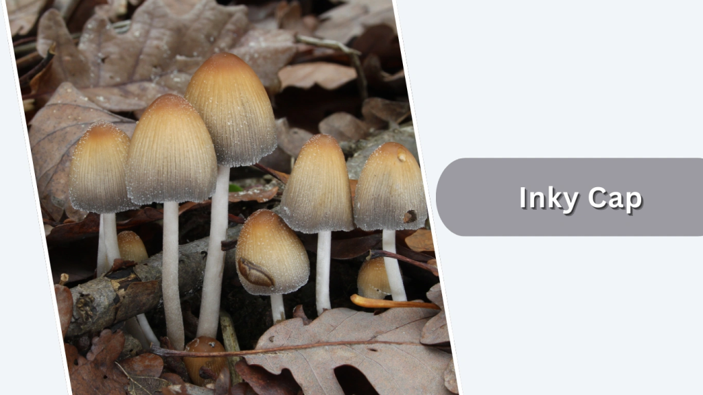 Inky Cap (Coprinellus micaceus)