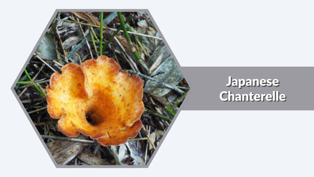 Japanese Chanterelle (Cantharellus ianthinoxanthus)