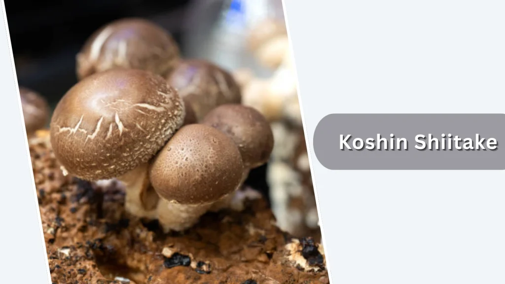 Koshin Shiitake