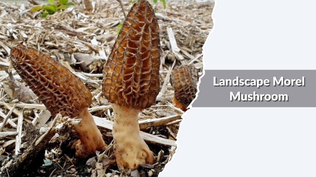 Landscape Morel Mushroom (Morchella importuna)