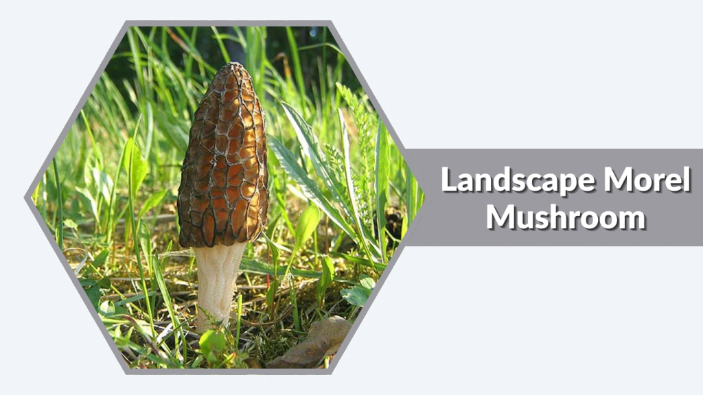 Landscape Morel Mushroom (Morchella importuna)