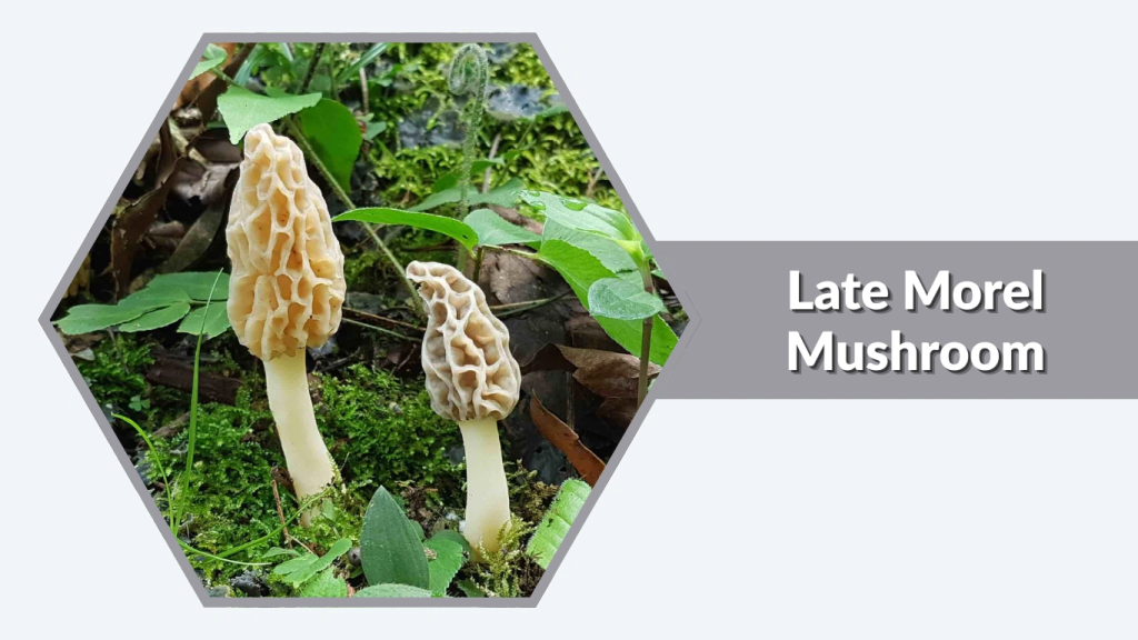 Late Morel Mushroom (Morchella esculentagroup)