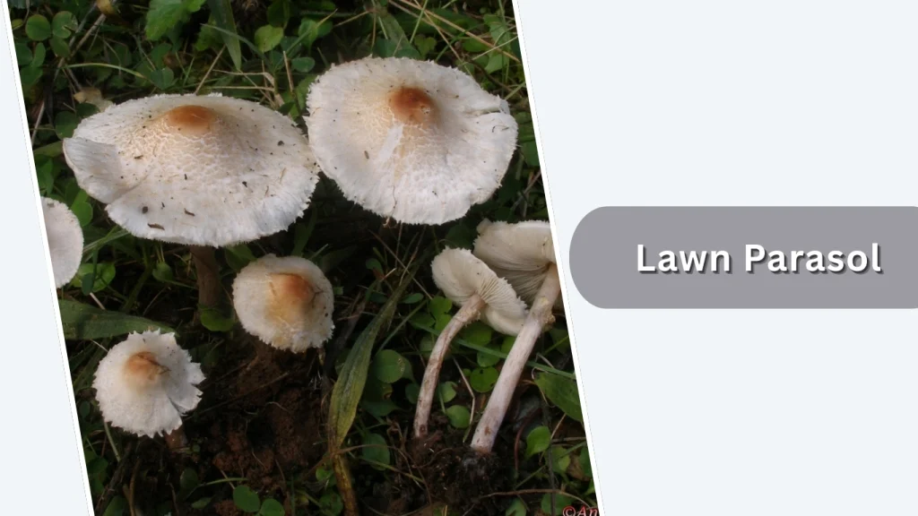 Lawn Parasol (Lepiota cristata)