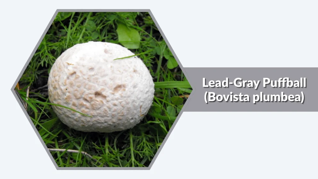 Lead-Gray Puffball (Bovista plumbea)