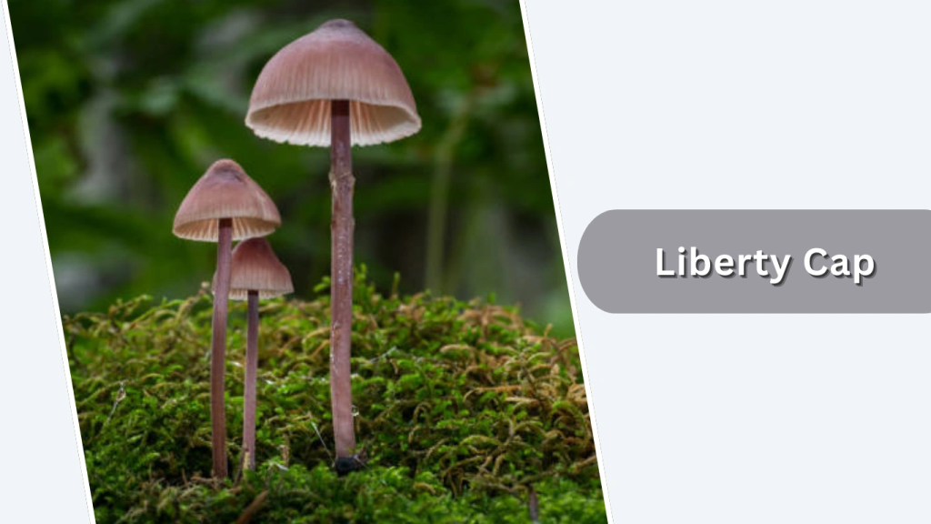 Liberty Cap (Psilocybe semilanceata)