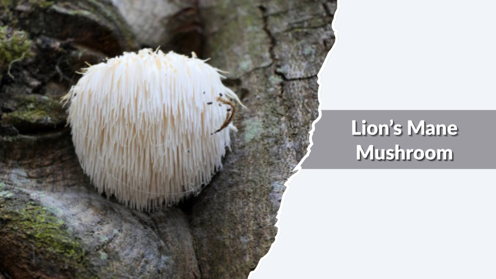 Lion’s Mane Mushroom