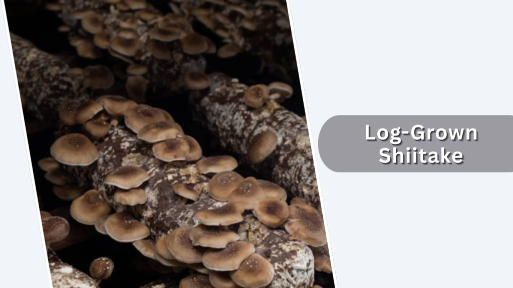 Log-Grown Shiitake