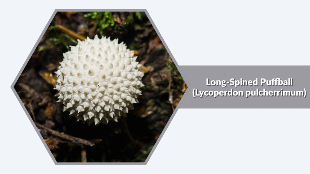 Long-Spined Puffball (Lycoperdon pulcherrimum)