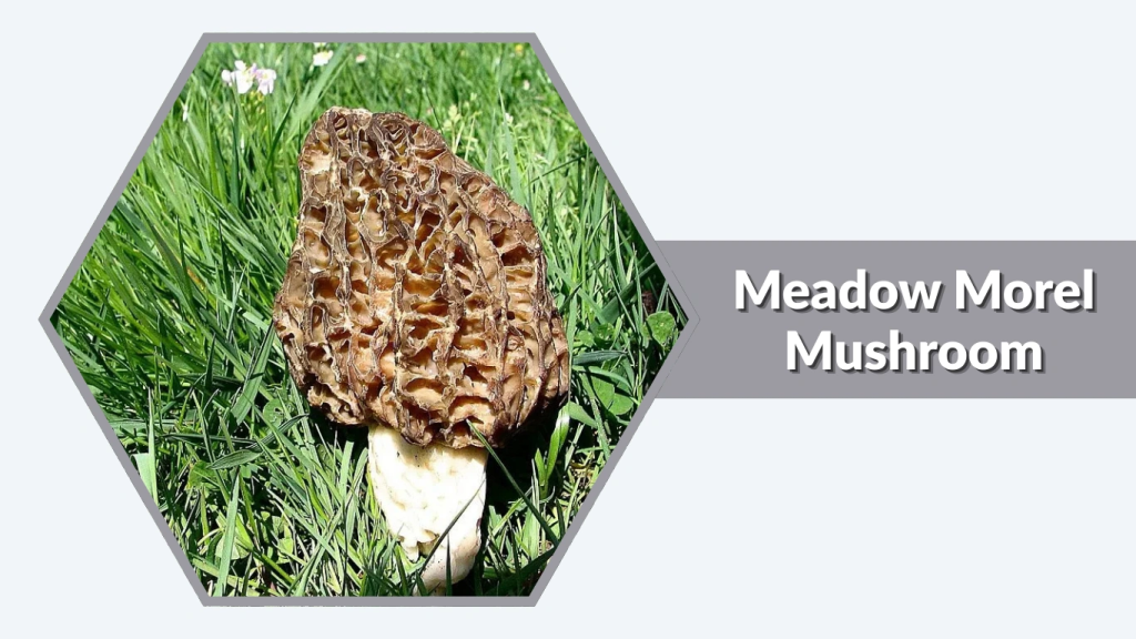 Meadow Morel Mushroom (Morchellaspecies)