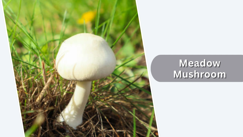 Meadow Mushroom (Agaricus arvensis)