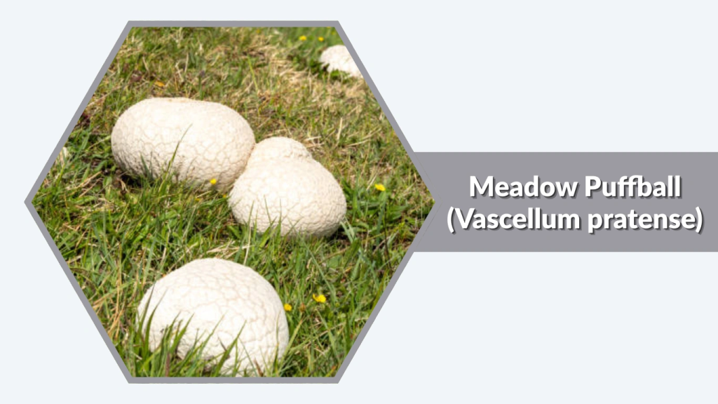 Meadow Puffball