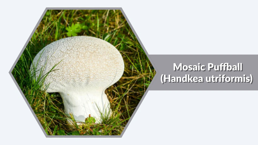  Mosaic Puffball (Handkea utriformis)
