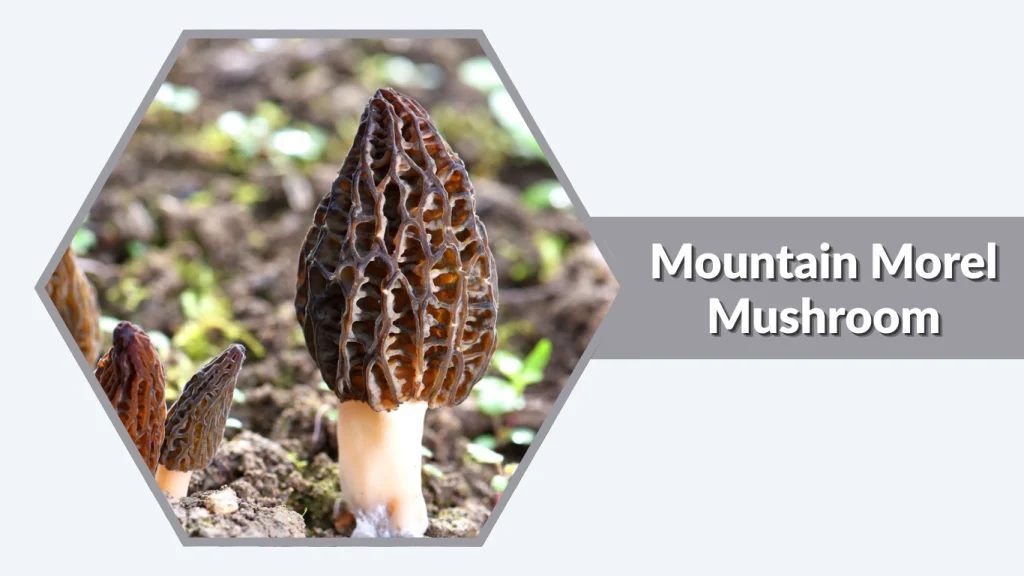 Mountain Morel Mushroom (Morchellaspecies)