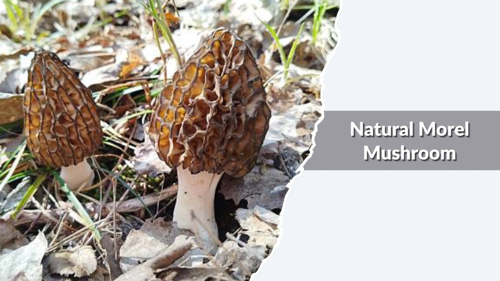 Natural Morel Mushroom (wild Morchella species)